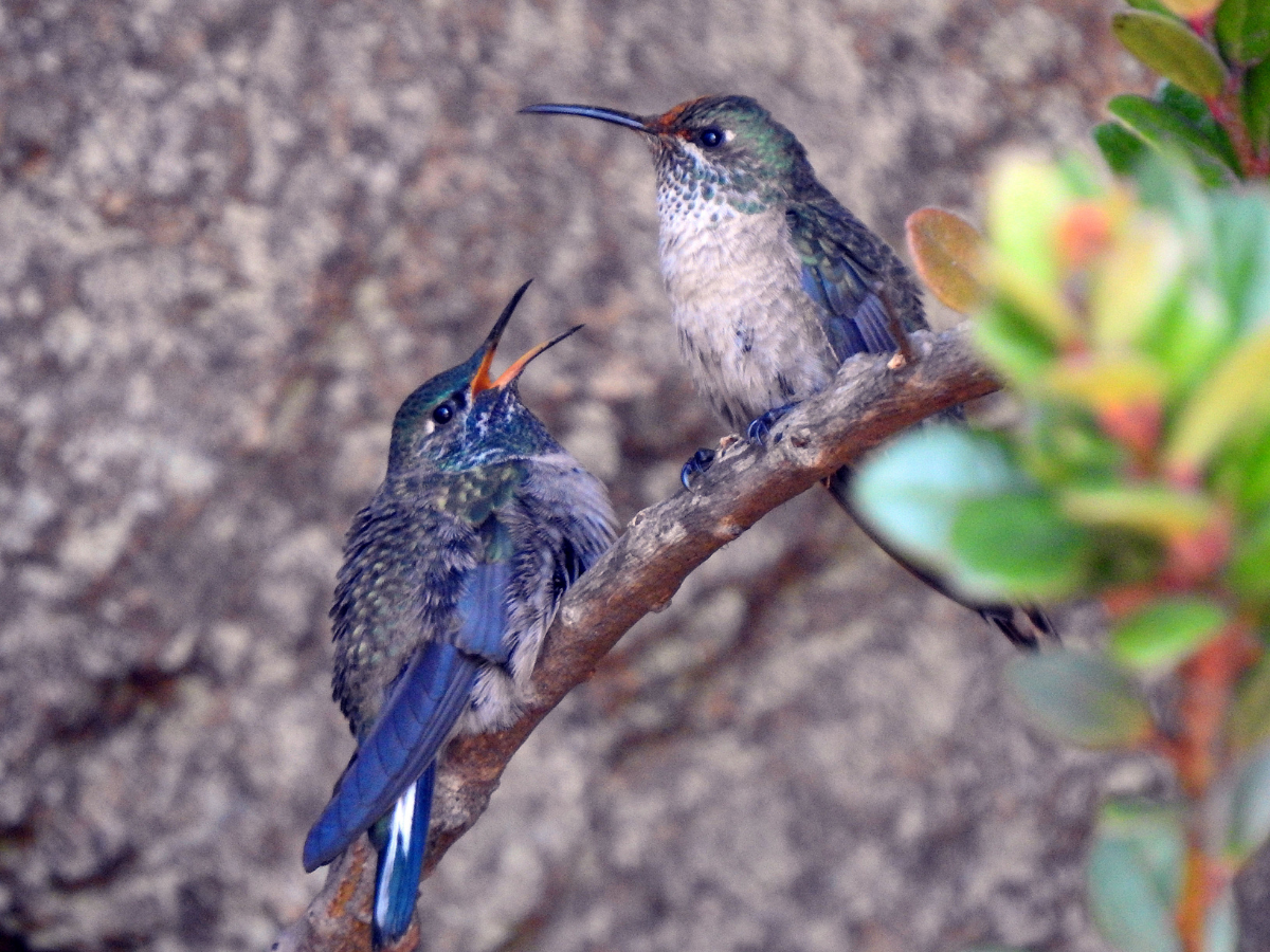 El recientemente descubierto colibrí Estrella de Garganta Azul sigue en peligro crítico de extinción